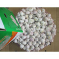 2021 Normal White Garlic Fresh Hot Sale